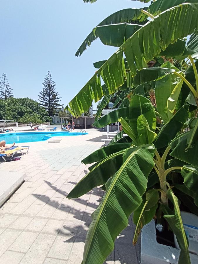 Theológos Summer Dream المظهر الخارجي الصورة